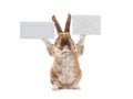 Cute rabbit with mail envelope isolate on a white Royalty Free Stock Photo