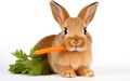 A Cute Rabbit Munching on a Carrot Isolated on White -Generative Ai Royalty Free Stock Photo