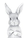 Cute Rabbit. Pencil Draw. Nursery Wall Art. Woodland animals. Baby room decor. Kids room poster design Royalty Free Stock Photo