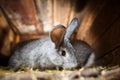 Cute rabbit popping out of a hutch Royalty Free Stock Photo