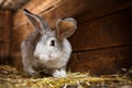 Cute rabbit popping out of a hutch