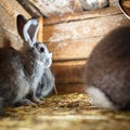 Cute rabbit popping out of a hutch Royalty Free Stock Photo