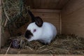 Cute rabbit popping out of a hutch European Rabbit - Oryctolagus cuniculus Royalty Free Stock Photo