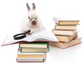 A cute rabbit is reading a book with a loupe