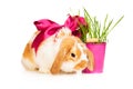Cute rabbit with red silk bow on white background Royalty Free Stock Photo