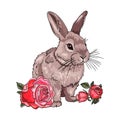 Cute rabbit with roses. Easter bunny. Farm animal isolated on a white background. Blank for the designer. Logo, icon, print