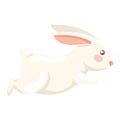 cute rabbit running animal