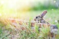 Cute Rabbit Sitting On Brick Wall And Green Field Spring Meadow / Easter Bunny