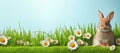 cute rabbit sitting in the grass with flowers, spring holidays concept. Royalty Free Stock Photo