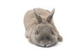Cute rabbit with splayed ears gray sleeping isolated on white background