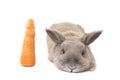 Cute rabbit with splayed ears lying next to a carrot isolated on white background Royalty Free Stock Photo