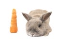 Cute rabbit with splayed ears lying next to a carrot isolated on white background Royalty Free Stock Photo