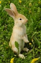 Cute Rabbit Standing on Hind Legs Royalty Free Stock Photo