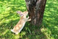 Cute Rabbit Standing on Hind Legs