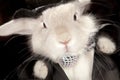 Cute rabbit in top hat and bowtie