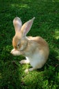 Cute Rabbit Washing Its Face