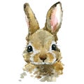 Cute rabbit watercolor illustration JPEG, PNG. baby animals series Royalty Free Stock Photo