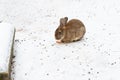 Cute rabbit winter in the snow, snowdrifts, fluffy snow.Rabbit in farm. Lovely and lively bunny in nature with happiness Royalty Free Stock Photo