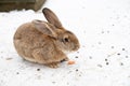 Cute rabbit winter in the snow, snowdrifts, fluffy snow.Rabbit in farm. Lovely and lively bunny in nature with happiness