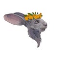 Cute rabbit in a wreath of dandelions isolated on a white background. Watercolor digital illustration of the Easter bunny. The Royalty Free Stock Photo