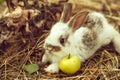 Cute rabbit and yellow apple Royalty Free Stock Photo