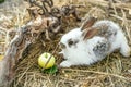 Cute rabbit and yellow apple Royalty Free Stock Photo