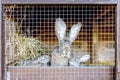 Cute rabbits on animal farm in rabbit-hutch. Bunny in cage on natural eco farm. Animal livestock and ecological farming. Royalty Free Stock Photo