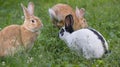 Cute rabbits