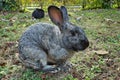 Wild animal. Cute gray rabbit in the garden