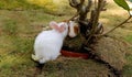 Cute Rabbits in love