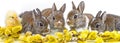 Cute rabbits - spring animals