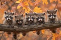 Cute raccons sitting on a tree branch, animals in the wild, common lotor procyon raccoon