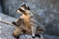 Cute raccoon