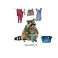 Cute raccoon animal washing cloths. Watercolor.