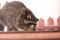 Cute raccoon eating something on the shelving