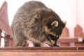 Cute raccoon eating something on the shelving