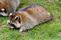 Cute raccoon on green grass