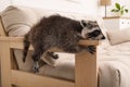 Cute raccoon lying on armrest of sofa