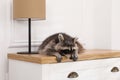 Cute raccoon lying on chest of drawers indoors