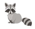 Cute raccoon. North American raccoon, native mammal. Cartoon animal design. Flat  illustration isolated on white background Royalty Free Stock Photo