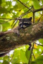 Cute raccoon (Procyon lotor) in Cahuita National Park (Costa Rica) Royalty Free Stock Photo
