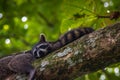 Cute raccoon (Procyon lotor) in Cahuita National Park (Costa Rica) Royalty Free Stock Photo