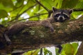 Cute raccoon (Procyon lotor) in Cahuita National Park (Costa Rica) Royalty Free Stock Photo