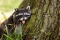 Cute raccoon (Procyon lotor) near a tree in the forest Royalty Free Stock Photo