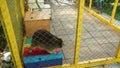 Cute raccoon runs in front of zoo cage net, wants to go free. Animals captivity