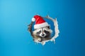 Cute raccoon in a santa hat peeks through a broken hole in a blue wall. Generative AI