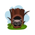 Cute raccoon sitting in hollow of tree, hollowed out old tree and animal inside vector Illustration on a white Royalty Free Stock Photo