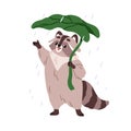 Cute raccoon under leaf umbrella in warm summer rain. Funny animal character enjoying rainy weather with natural shelter