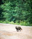 Cute raccoon walking on a road