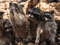 Cute raccoons behind grating eating with paws out